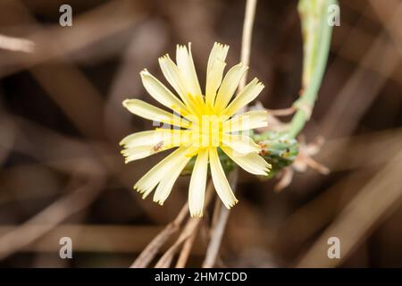 Flower of Willowleaf lattuga, Lactuca saligna, Satara, Maharashtra, India Foto Stock