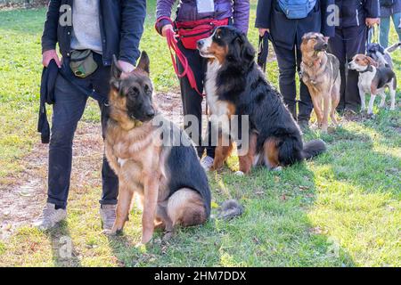 Gruppo di cani con proprietari alla classe di obbedienza Foto Stock