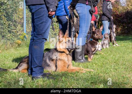 Gruppo di cani con proprietari alla classe di obbedienza Foto Stock