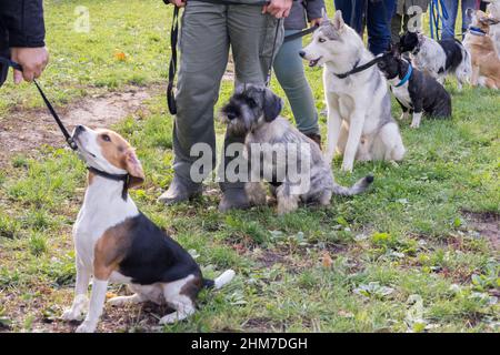 Gruppo di cani con proprietari alla classe di obbedienza. Coda di cani in diagonale, beagle e shnauzer in prima linea. Foto Stock