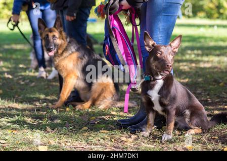 Gruppo di cani con proprietari alla classe di obbedienza Foto Stock