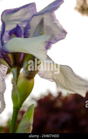 Iris barbuti "rara delizia". Foto Stock