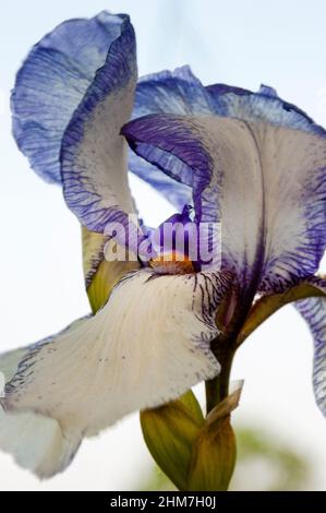Iris barbuti "raro regalo". Foto Stock