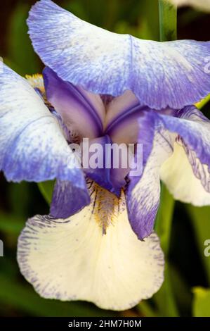 L'Iris barbuto raro ha foglie arricciate con cuciture bluastro-viola sui bordi. Foto Stock