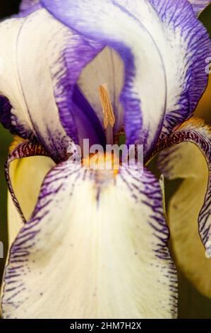 'Rare Treat' Tall bianco iris con cuciture blu-viola attorno ai bordi con volant. Foto Stock