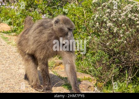 Baboon al Capo di buona speranza a sud di Città del Capo nel Capo occidentale del Sud Africa Foto Stock