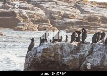 Gruppo di Cormorani seduti su una roccia al Capo di buona speranza a sud di Città del Capo Foto Stock