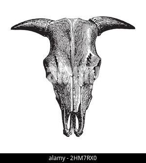 bovini bovini bull cranio inchiostro stampa incisione vista frontale dettagliata illustrazione vettoriale isolato su sfondo bianco Illustrazione Vettoriale