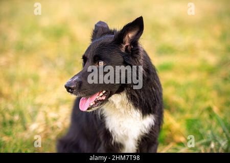 Happy Border Collie cane senza guinzaglio all'aperto in natura in splendida alba. Happy Dog guardando da parte nel parco della città. Foto Stock