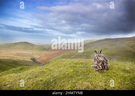 Eurasian Eagle Owl (Bubo bubo) adulto in piedi sulla brughiera, Cumbria, Inghilterra, novembre, condizioni controllate Foto Stock