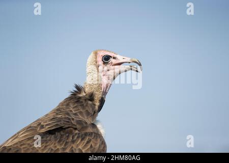 Avvoltoio con cappuccio (Necrosyrtes monachus) femmina adulta, ritratto, condizioni controllate Foto Stock