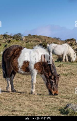 Iconici pony di Bodmin selvaggi che pascolano su Minion Downs a Bodmin Moor in Cornovaglia. Foto Stock