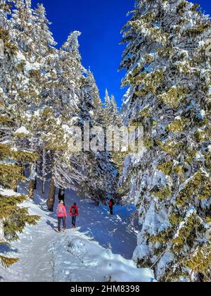 Montagne CIUCAS in inverno, Carpazi rumeni. Abeti e ginepri pieni di neve ghiacciata. Ci sono escursionisti nell'immagine. Foto Stock