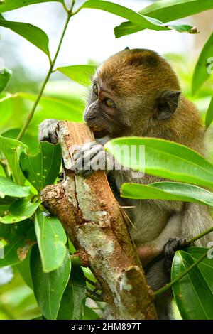 macaco a coda lunga che gioca sugli alberi Foto Stock