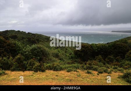 La vegetazione tipica dell'isola di Chiloe, Cile Foto Stock