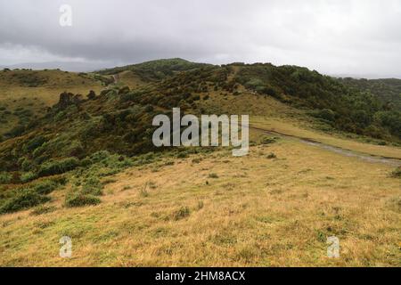 La vegetazione tipica dell'isola di Chiloe, Cile Foto Stock