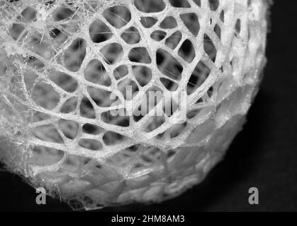 La spugna di vetro estrae l'acido silicico dall'acqua di mare e ruota un delicato reticolo di fibre di spinule silicee per costruire una delicata struttura di supporto. Foto Stock