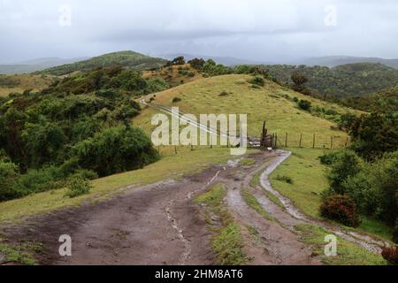 La vegetazione tipica dell'isola di Chiloe, Cile Foto Stock