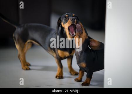 Due giovani cani Dachshund femmina neri e marroni giocano a combattere. Foto Stock