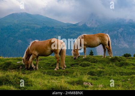 Due cavalli Haflinger, pascolo nei pascoli sopra il Passo Valles, creste dolomitiche e valli in lontananza, nuvole tempesta che si ergono. Foto Stock