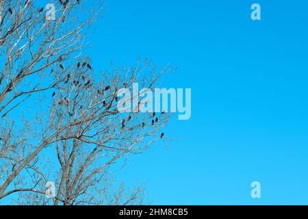 Gregge di corvi neri (Corvus corone) sull'albero nel soleggiato pomeriggio autunnale Foto Stock