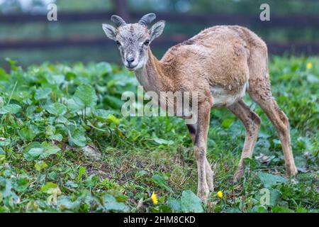 Mouflon giovane (ovis musimon), pecora selvatica, Slovacchia, Europa. Foto Stock