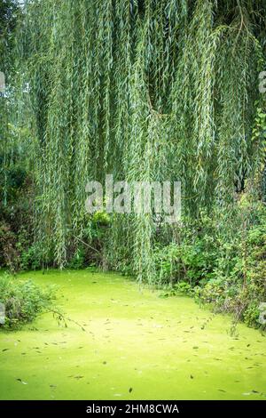 Lago verde, palude nel mezzo della foresta. Foto Stock