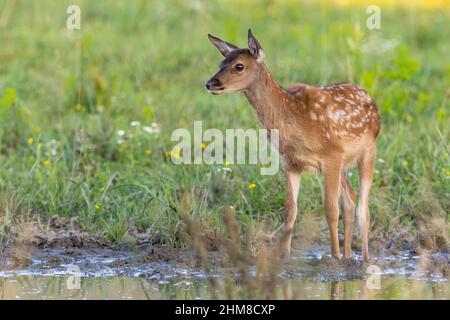 Giovane cervo rosso in piedi vicino all'acqua su glade in estate Foto Stock