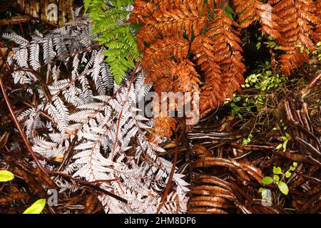 Foglie di piante nel Parco Nazionale Alerce Andino, Cile Foto Stock