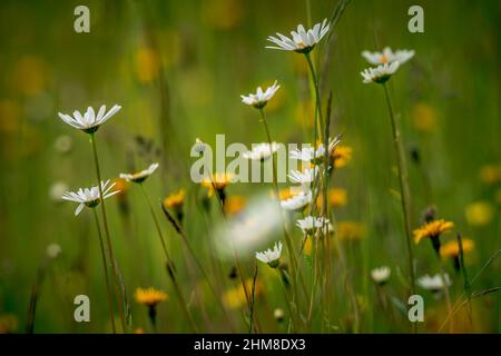 Prima primavera fiori, fiori colorati e piante Snowdrops in giardino, luce del sole Foto Stock