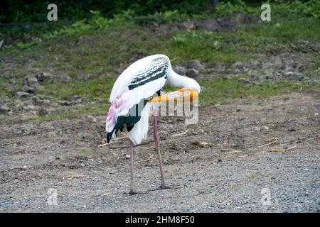Painted Stork (Mycteria leucocephala) sono sul lungomare foraging per il cibo. Foto Stock