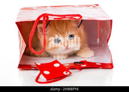 Gattino rosso in un sacchetto di carta Foto Stock
