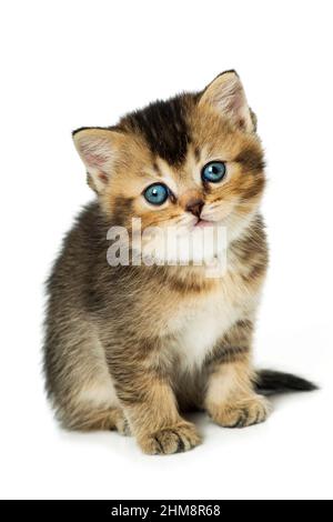 British Shorthair kitten isolato su bianco Foto Stock