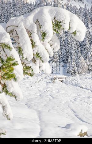 ponticello avvolo in un'atmosfera invernale magica, Valmalenco, Lombardia, Italia Foto Stock