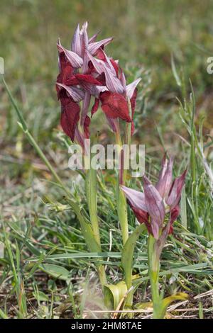 Istrischer Zungenstendel, Istrischer Zungenständel, Serapias istriaca, Serapias trascurecta subsp. Istriaca, lingua-orchidea, le Sérapias, Kroatien, Istrie Foto Stock