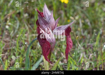 Istrischer Zungenstendel, Istrischer Zungenständel, Serapias istriaca, Serapias trascurecta subsp. Istriaca, lingua-orchidea, le Sérapias, Kroatien, Istrie Foto Stock