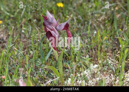 Istrischer Zungenstendel, Istrischer Zungenständel, Serapias istriaca, Serapias trascurecta subsp. Istriaca, lingua-orchidea, le Sérapias, Kroatien, Istrie Foto Stock