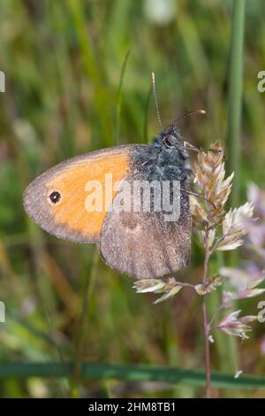 Kleiner Heufalter, Kleines Wiesenvögelchen, Wiesen-Vögelchen, Coenonympha pamphilus, piccolo guaritore, Le Fadet commun, le Procris Foto Stock