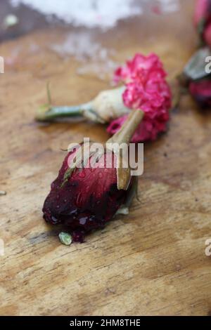 Vecchio appassito invecchiato e indossato rosa rossa che si posa a terra dopo essere caduto e dimenticato. Foto Stock