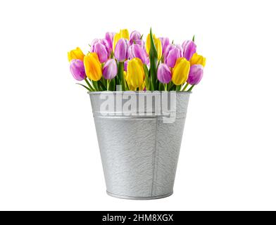 Bouquet di tulipani viola giallo in un secchio isolato su sfondo bianco Foto Stock