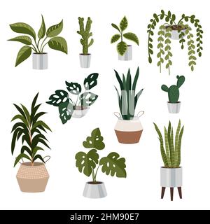 Collezione di piante per la casa e l'ufficio in eleganti pentole. Illustrazione vettoriale. Illustrazione Vettoriale
