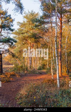 Alberi dai colori dorati dell'autunno in un pomeriggio illuminato dal sole al Frensham Little Pond, vicino a Farnham, Surrey in inverno, un popolare luogo di bellezza all'aperto Foto Stock