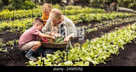 Madre sorridente che raccoglie verdure fresche con i suoi figli. Famiglia giovane felice che raccoglie i prodotti freschi in una fattoria biologica. Autosostenibile f Foto Stock