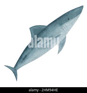 Squalo acquerello su sfondo bianco, illustrazione della fauna selvatica, animale marino, creatura dell'oceano isolata, squalo disegnato a mano, Immagine animale marino, Foto Stock