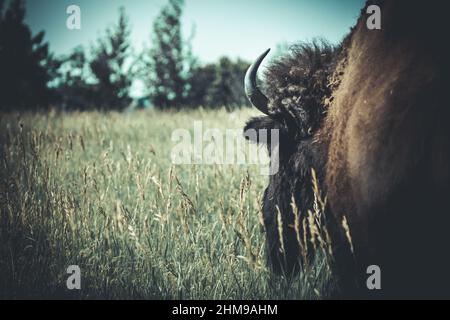 Segui il bisonte, punto di osservazione da dietro un bufalo americano Foto Stock