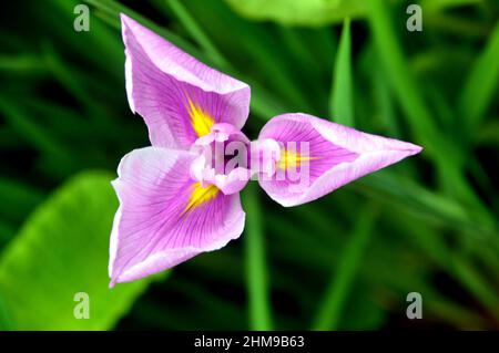 Rosa lilla pallido acqua giapponese Iris 'Rose Queen' (Iris Ensata) Fiore cresciuto nei confini a RHS Garden Harlow Carr, Harrogate, Yorkshire, Regno Unito. Foto Stock