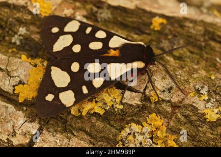 Primo piano di una colorata crema-macchia Tiger Moth, Arctia villica seduta su un pezzo di legno nel sud della Francia Foto Stock