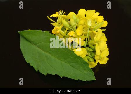 Schwarze Senf, Brassica nigra, Senf-Kohl[, Pflanzenart aus der Gattung Brassica in der Familie der Kreuzblütengewächse, kultiviert und als Heil- sowie Foto Stock