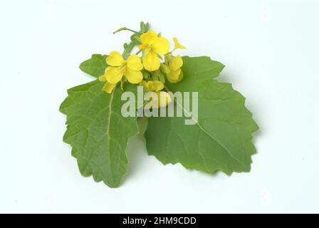 Schwarze Senf, Brassica nigra, Senf-Kohl[, Pflanzenart aus der Gattung Brassica in der Familie der Kreuzblütengewächse, kultiviert und als Heil- sowie Foto Stock