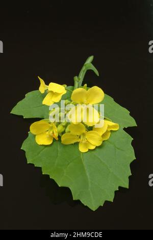 Schwarze Senf, Brassica nigra, Senf-Kohl[, Pflanzenart aus der Gattung Brassica in der Familie der Kreuzblütengewächse, kultiviert und als Heil- sowie Foto Stock